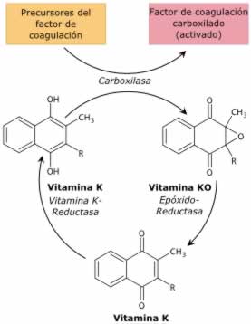 Ciclo de la Vitamina K
